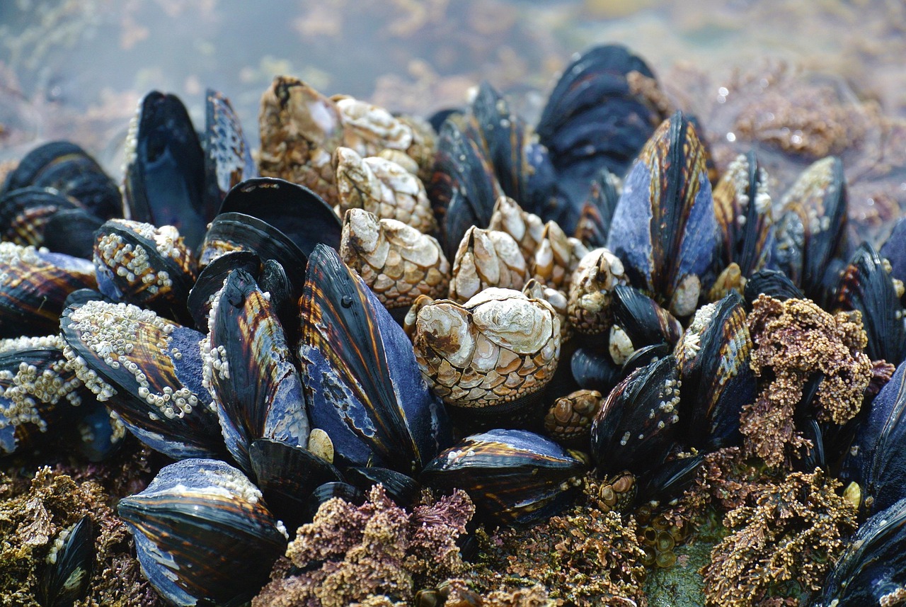 Climbing and Foraging: A Coastal Trip That Feeds You